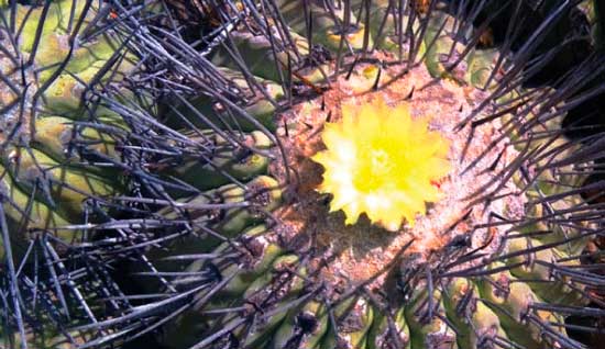 Muestra temporaria: Cactus. Plantas de América.