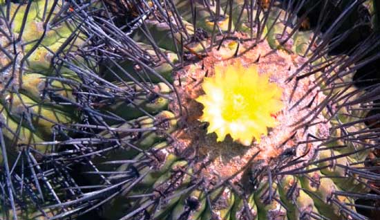 Muestra temporaria: Cactus. Plantas de América.