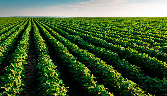 Walter Pengue participará en el encuentro Modelos agrícolas y sistemas alimentarios