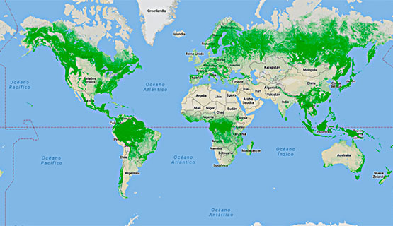 Bosques fragmentados. Investigadores del ICI en Nature Scientific Reports