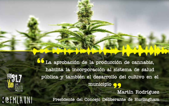 Hurlingham aprobó la producción pública de cannabis medicinal