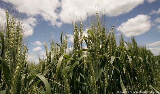 Trigo transgénico argentino: ¿para el pan nuestro de cada día? | Walter Pengue en Deutsche Welle