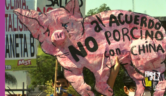 Acuerdo porcino con China: ¿De qué se trata y que implicancias tiene en el medio ambiente?