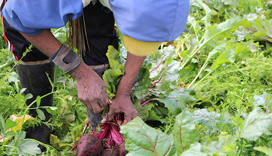 Bioinsumos: Para reemplazar los agroquímicos