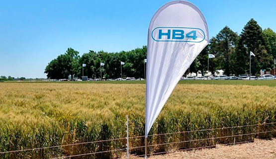 La ilegalidad y el ocultamiento en torno al trigo HB4