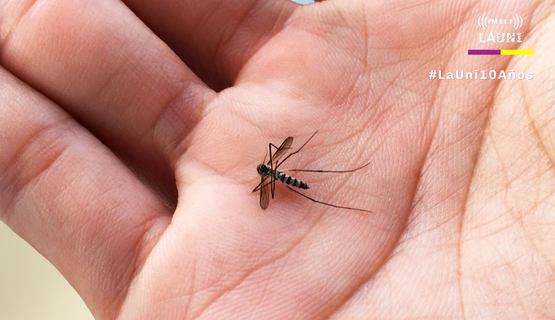 Aumentaron los casos de dengue en Malvinas Argentinas