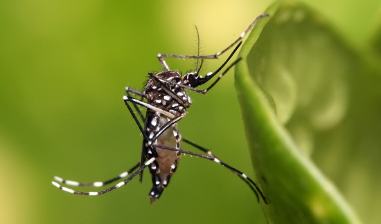 Método natural para atrapar al mosquito que transmite el dengue |  Giselle Querejeta en Radio Nacional Resistencia