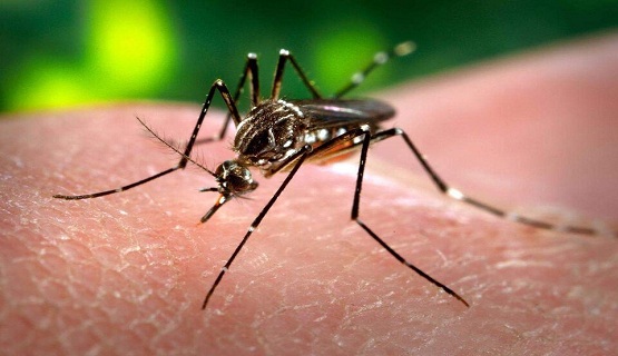 Dengue: Un equipo de investigación desarrolla un método natural para combatirlo