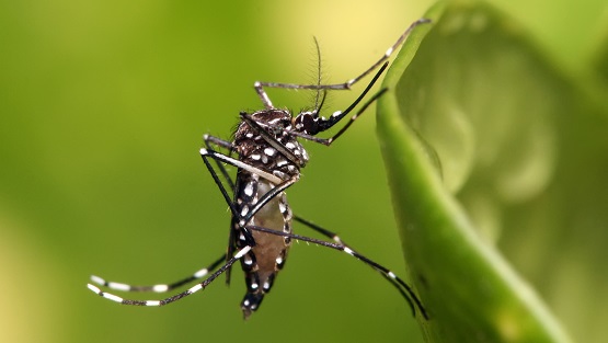 El Aedes aegypti bajo la lupa