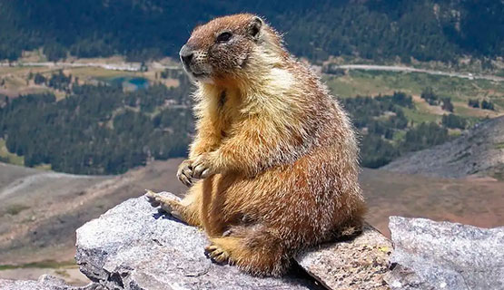 El acuerdo con el FMI o el día de la marmota | Germán Pinazo en Perfil